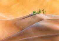 114 - GREEN DESERT - AL-MUSHAIFRI ABDULLA - qatar <div